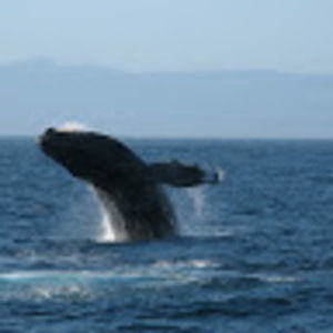 Meet your Posher, Jane